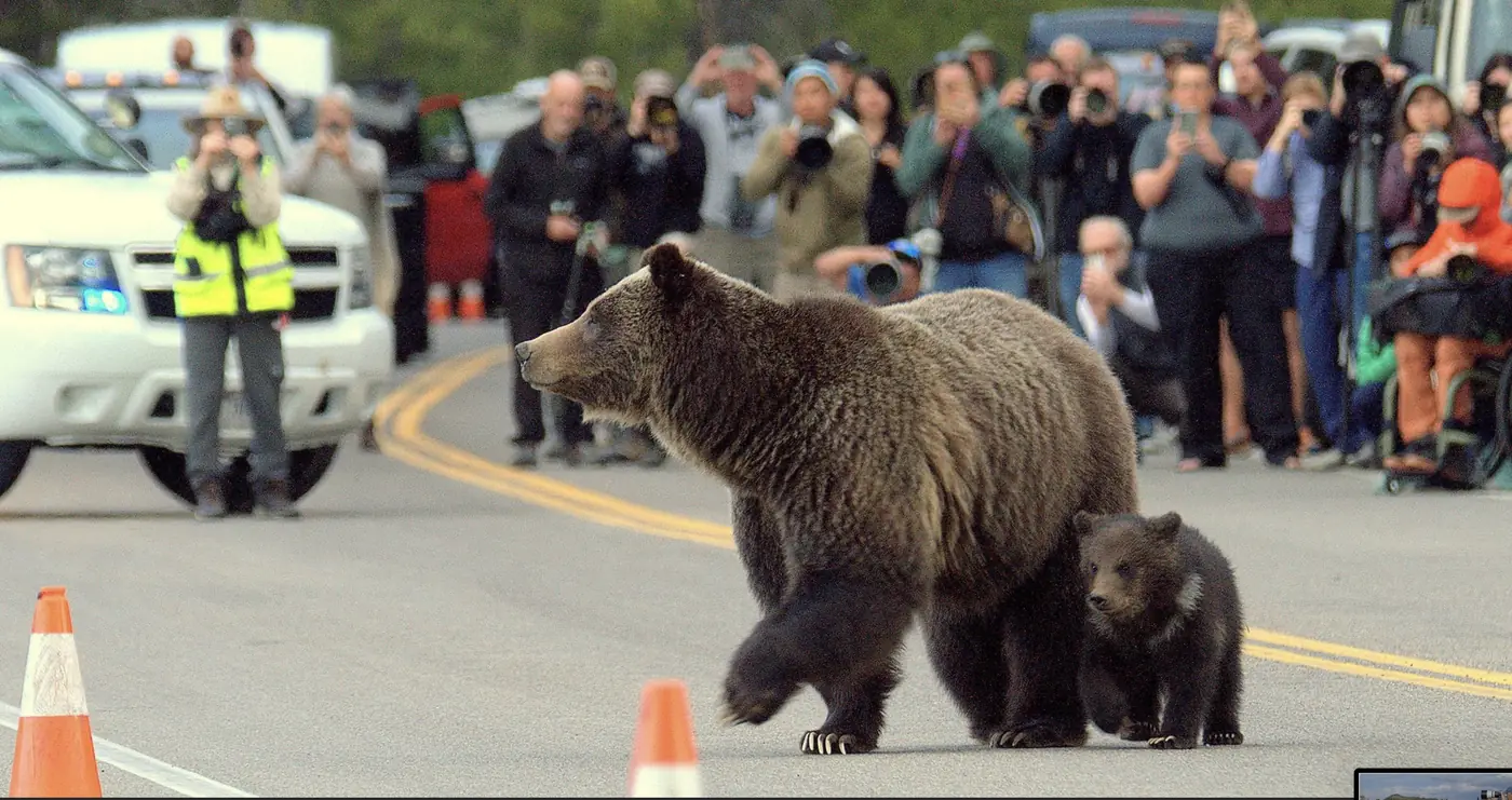 Grizzly 399 and a cub crossing a highway in front of a crowd of photographers
