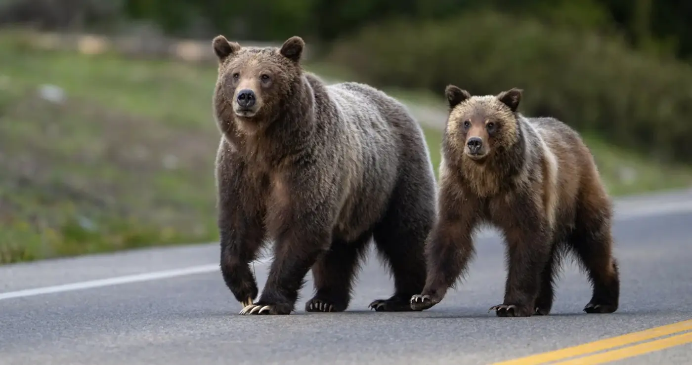 Grizzly 399 and her cub Spirit walking side by side on a road