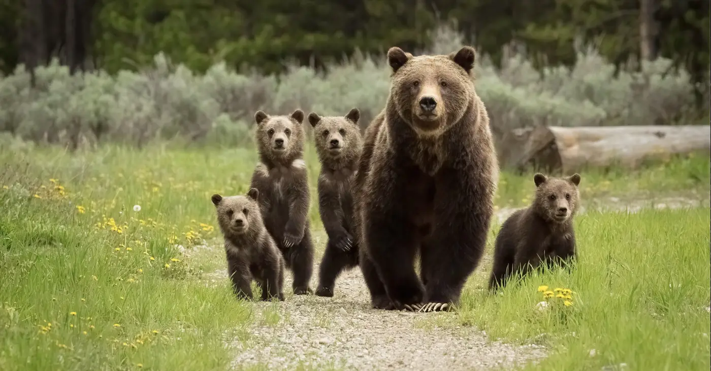 Grizzly 399 walking through a meadow with four cubs around her